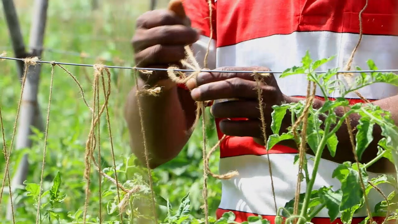 Effective Ways of Staking and Trellising Your Climbing Veggies | HYBRID VEGGIES