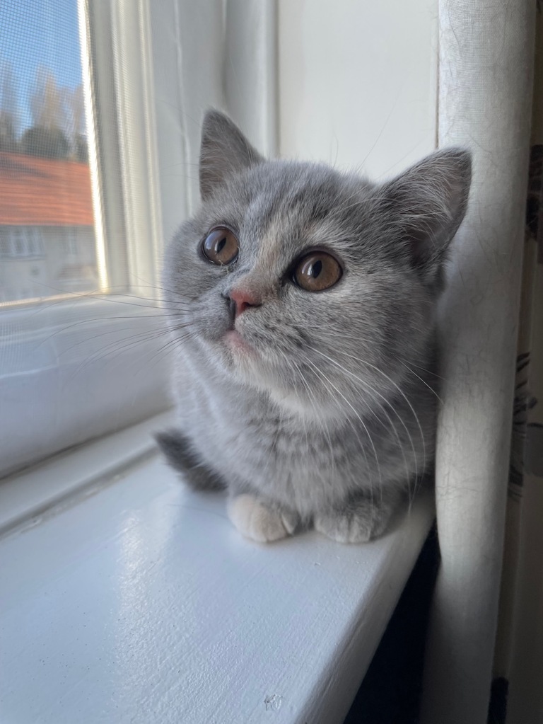 Buying a Pedigree Kitten — Registered Pets