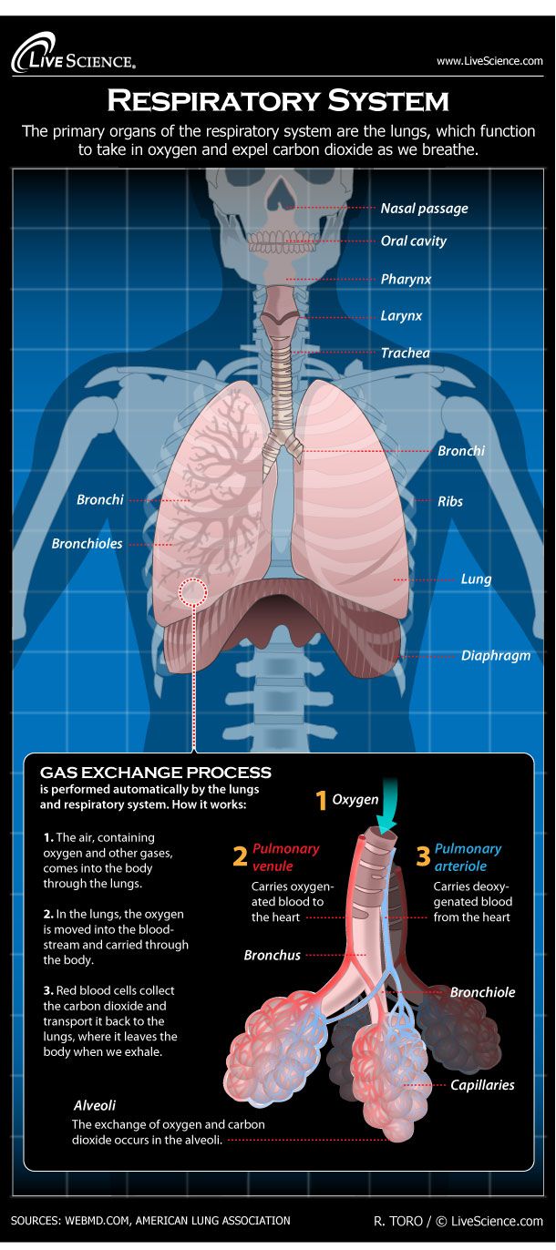 Anatomy and Physiology: Gas Exchange