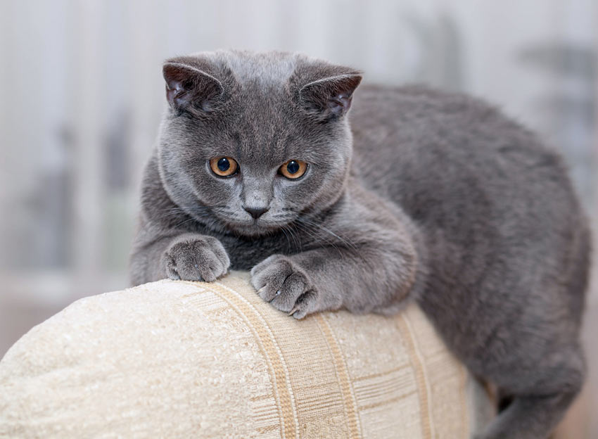 Buying a pedigree cat online | UK Pet Forums Forum