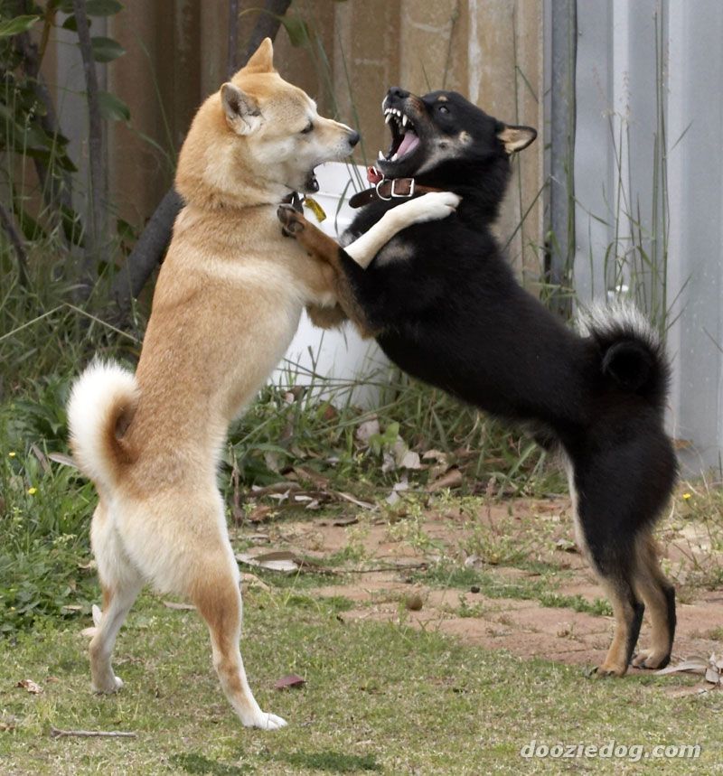 Shiba Inu DOGE fights TALKING BEN the DOG Video