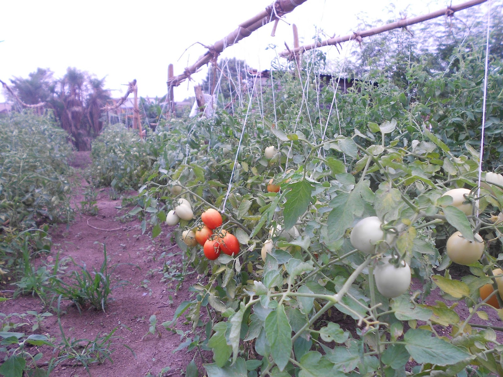 Why Staking Is Important In Tomato Production: A Step-by-Step Guide - The Farmer's Journal Africa