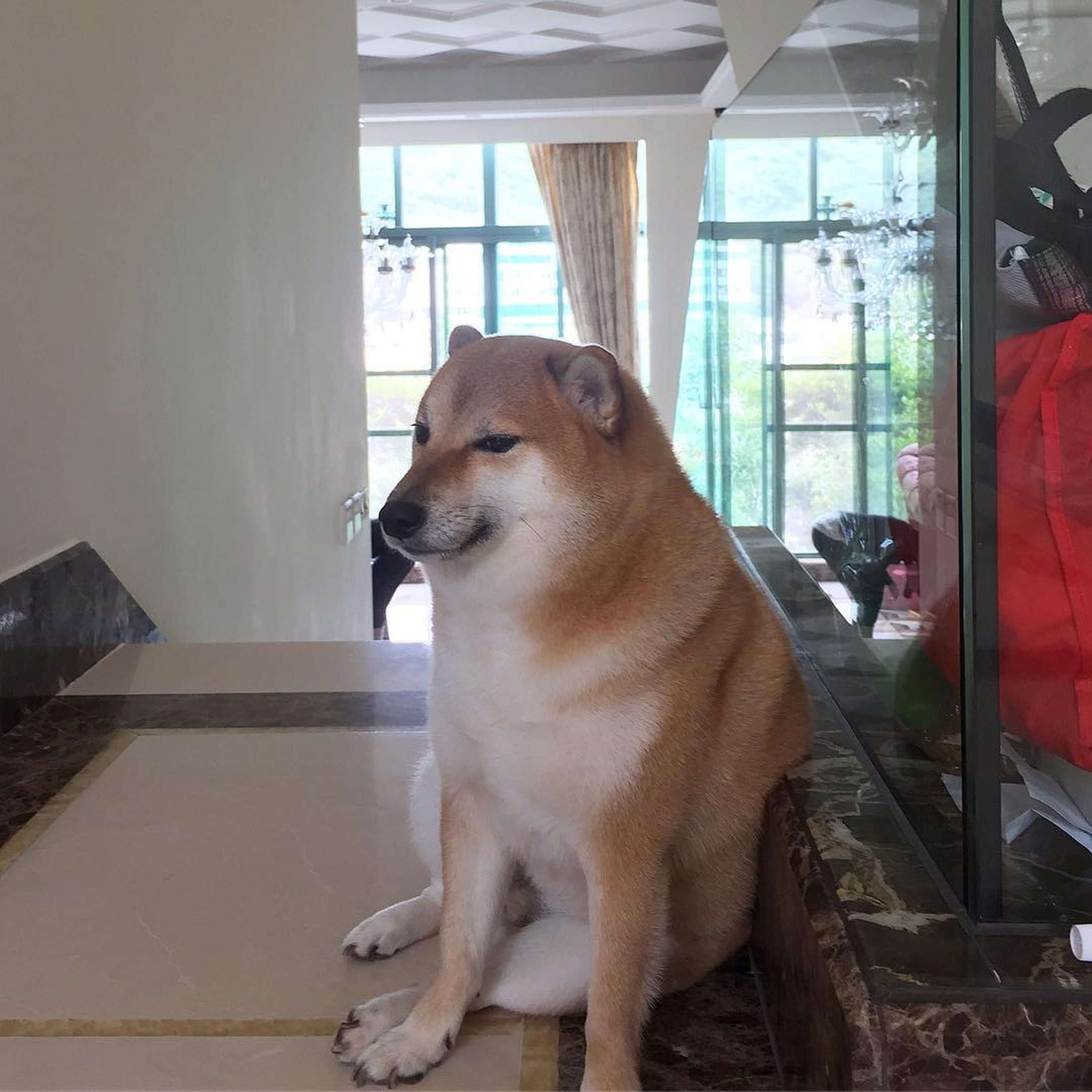 Viral meme dog Cheems Balltez passes away at the age of 12 - Times of India