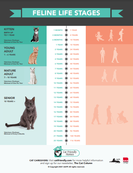 Cat Age Chart: How Old Is My Cat in Human Years? | PetMD