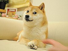Is Dogecoin Dead? Here Are The Facts | CoinCodex
