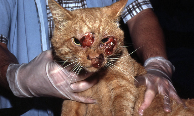 Cryptococcosis in cats: ABCD guidelines on prevention and management