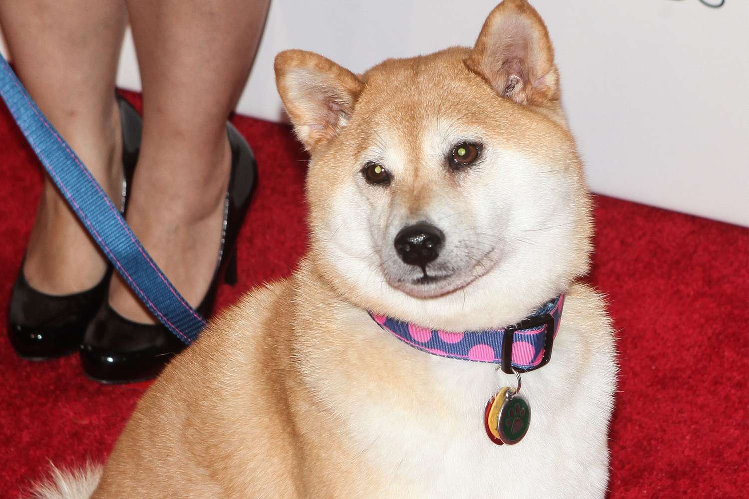 Not Wow, Much Sad: The Doge Dog Is Probably Dying