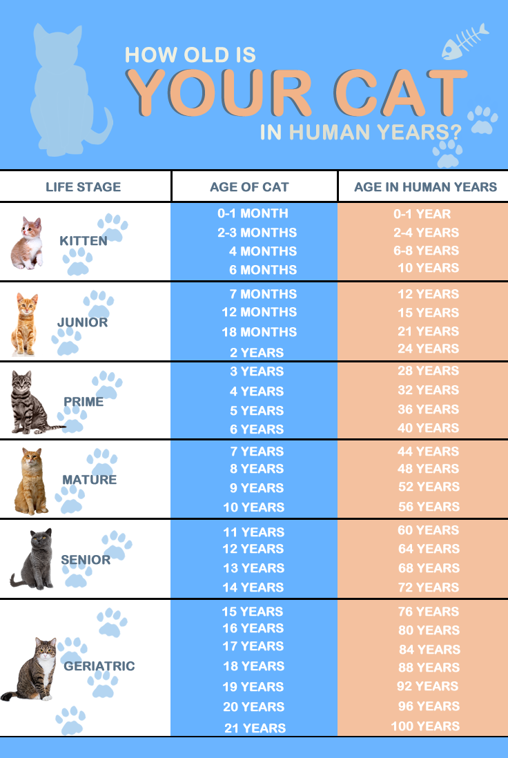 Cat Age Chart | Safe Haven Humane Society