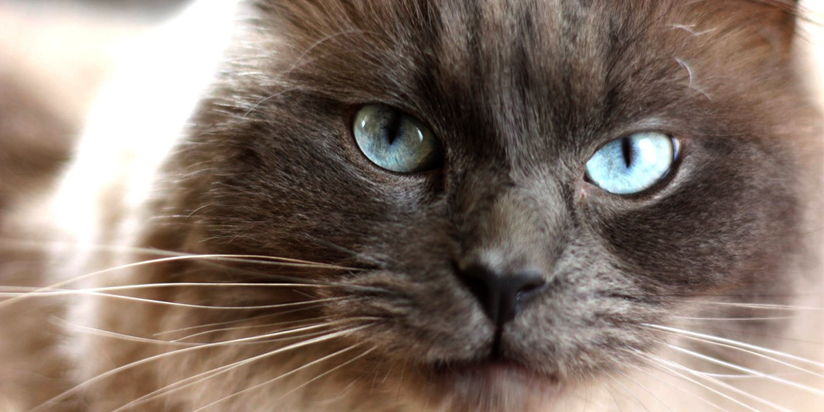 How to buy a pedigree cat | Mumsnet