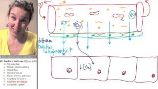 Blood Supply and Nervous Innervation of the Lungs - StoryMD