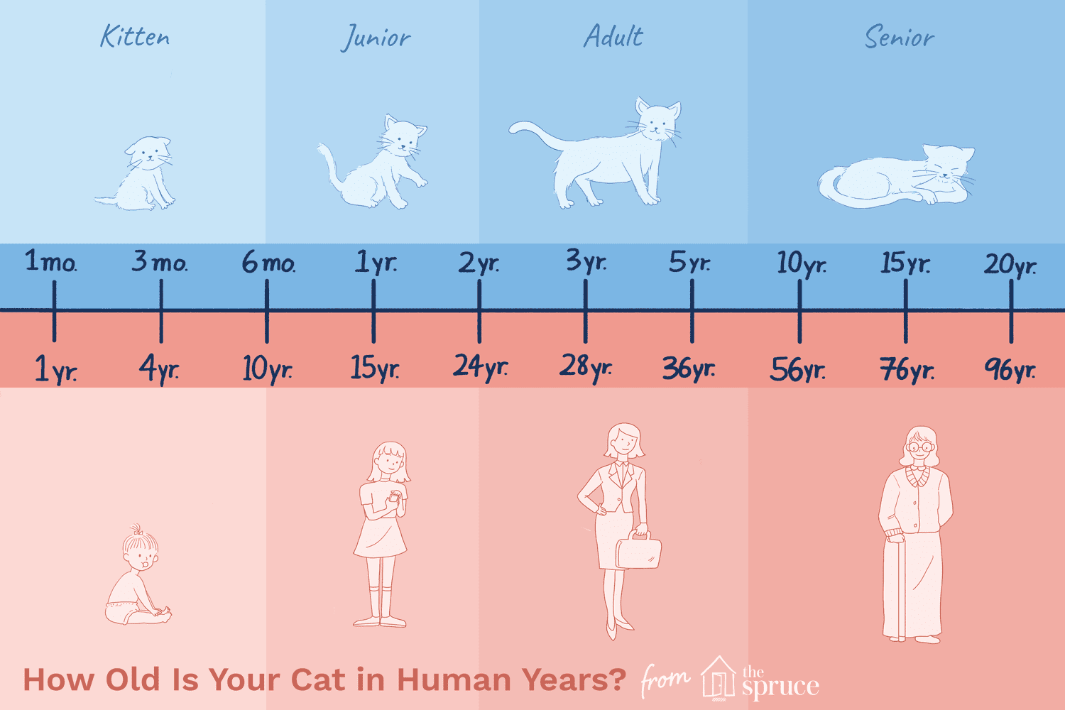 How to Tell Your Cat's Age in Human Years (With Chart) - Catster