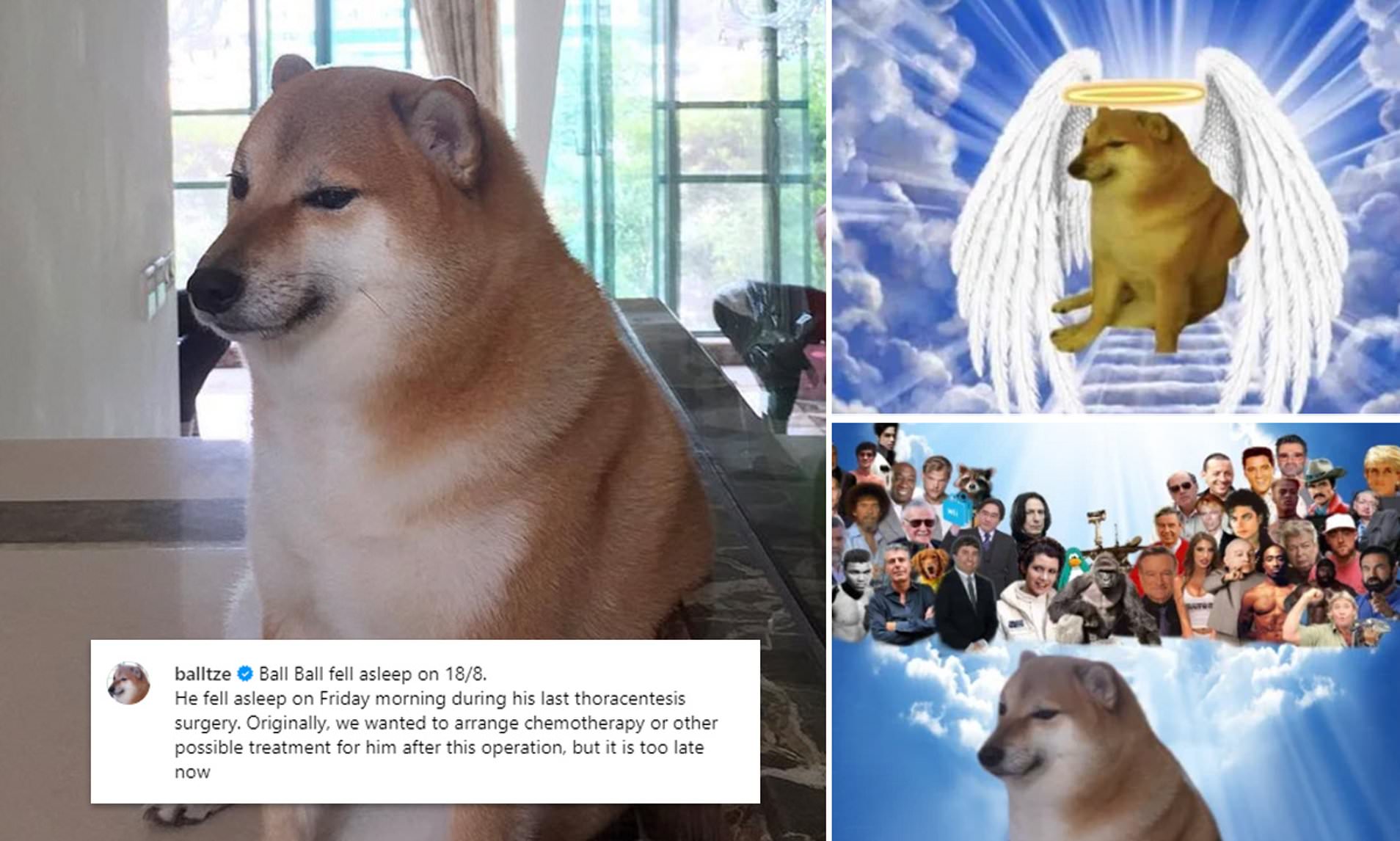 Viral meme dog Cheems Balltez passes away at the age of 12 - Times of India