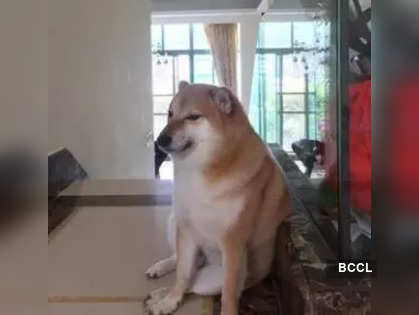 Viral meme dog Cheems Balltze dies at 12 after cancer battle - CBS News