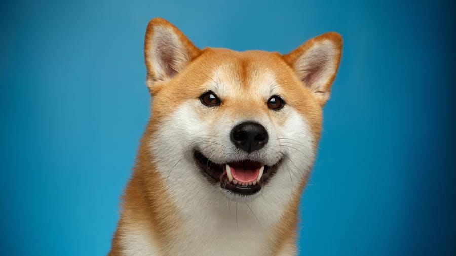 dogecoin-wallet-generator · GitHub Topics · GitHub