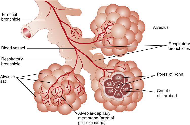 Gas Exchange - Exchange and Transport of Gases in Lungs