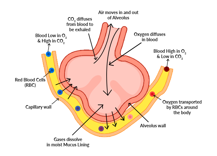 Respiratory system - Wikipedia